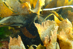 Scobinichthys granulatus