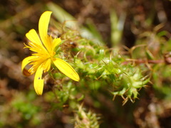 Cullumia setosa microcephala