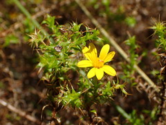 Cullumia setosa microcephala