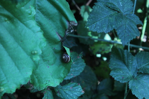 Hygromia limbata