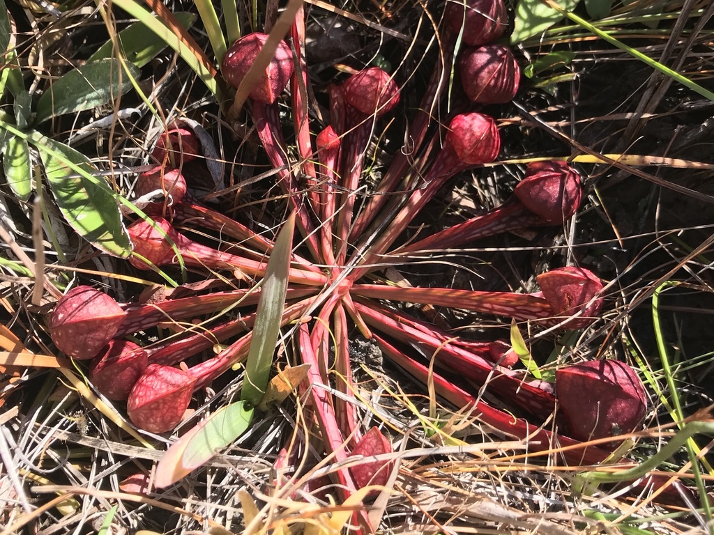 parrot pitcher plant