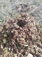 Microtus duodecimcostatus