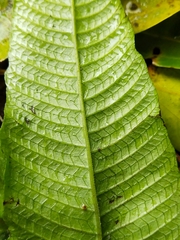 Grypothrix triphylla