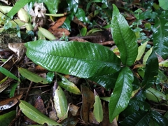 Grypothrix triphylla