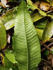 Grypothrix triphylla