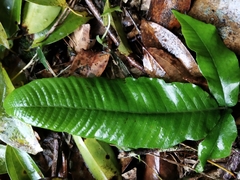 Grypothrix triphylla