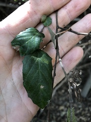 Aphananthe philippinensis