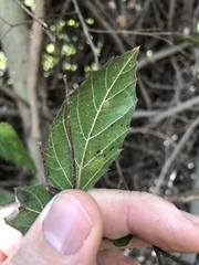Aphananthe philippinensis