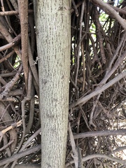 Aphananthe philippinensis