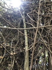 Aphananthe philippinensis