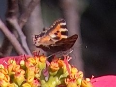 Aglais caschmirensis