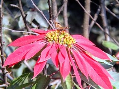 Aglais caschmirensis