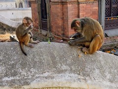 Macaca mulatta