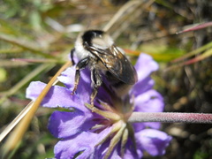 Bombus exil