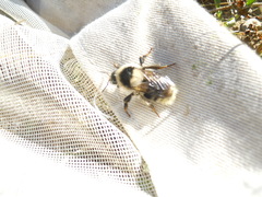 Bombus exil