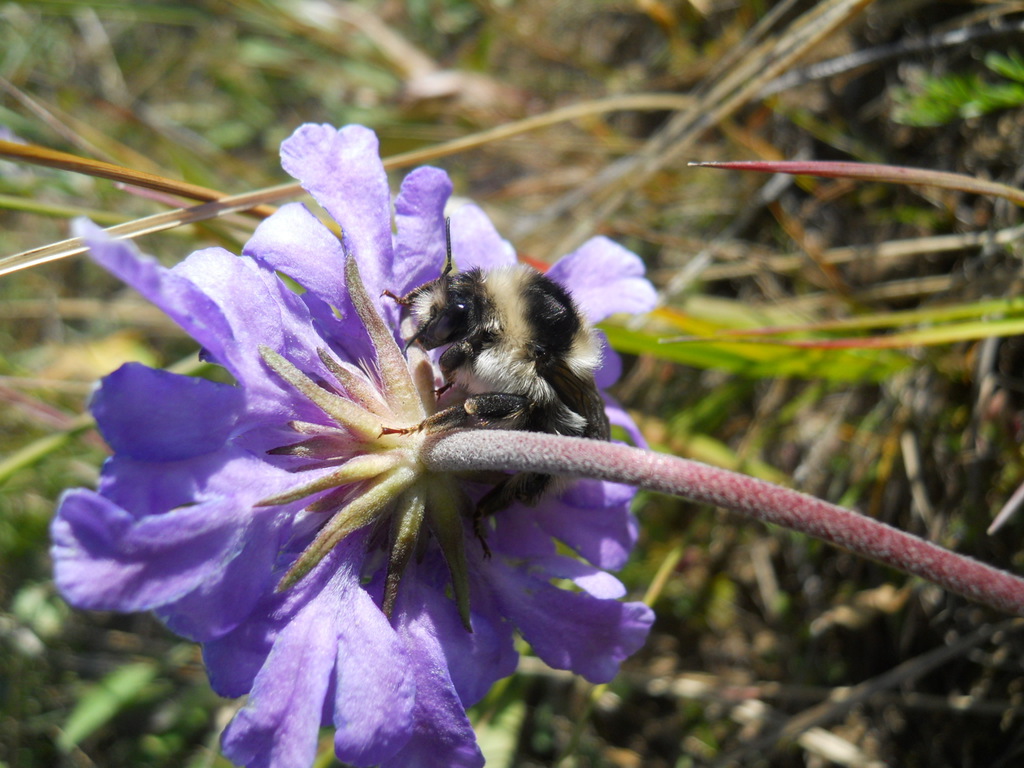 Bombus exil