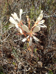 Pelargonium carneum