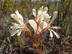 Pelargonium carneum