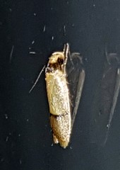 Eulechria hemisphaerica