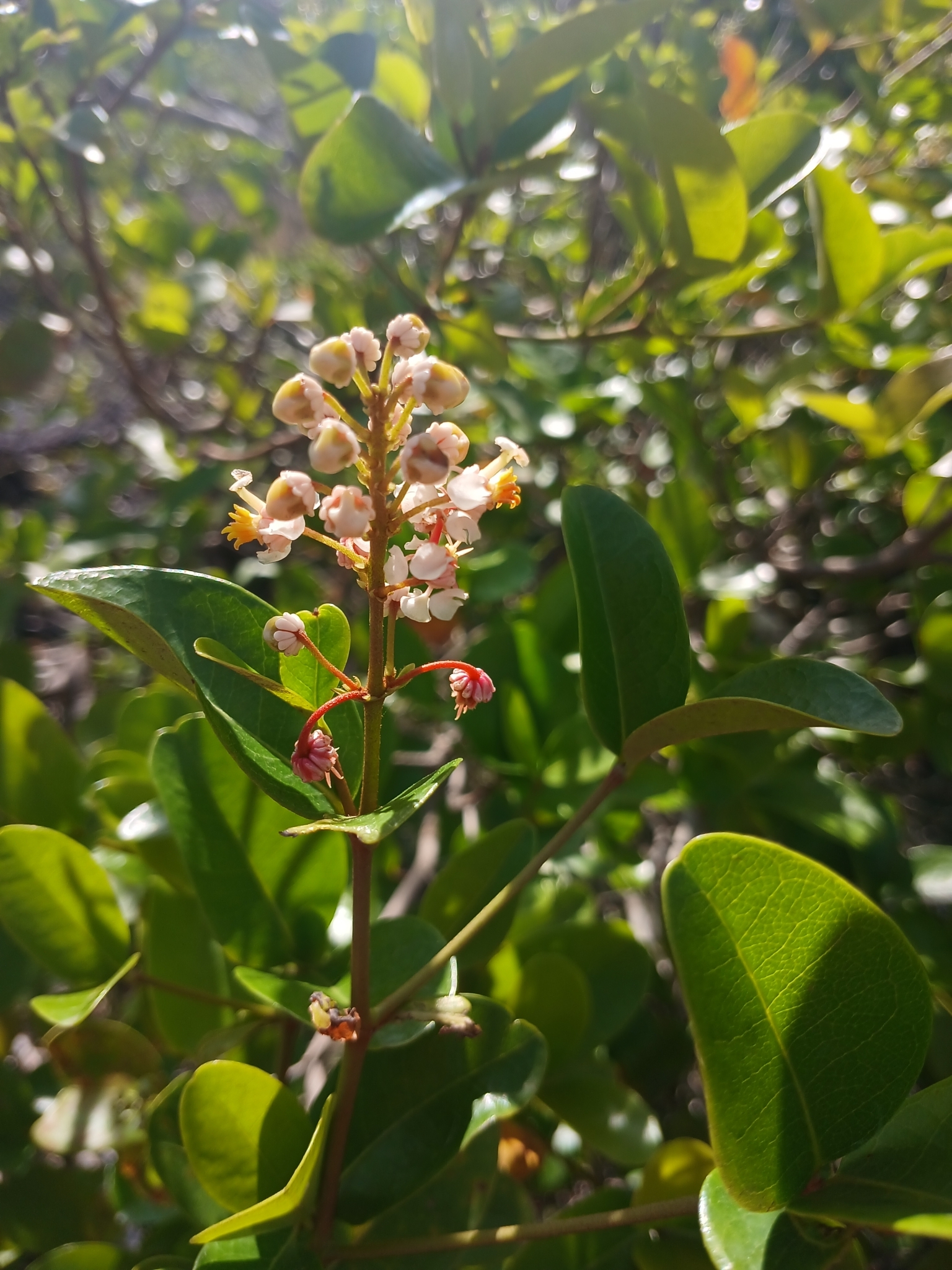Byrsonima gardneriana