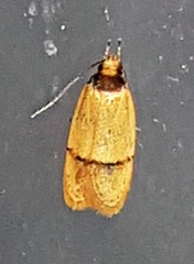 Eulechria hemisphaerica