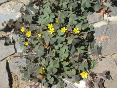 Oxalis corniculata