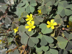 Oxalis corniculata