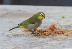 Zosterops poliogastrus