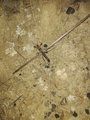 Peruphasma pentlandi