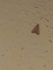 Crambidae
