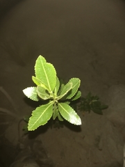 Kageneckia lanceolata