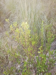 Muehlenbeckia fruticulosa