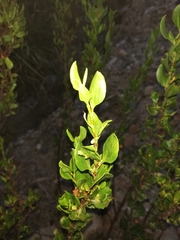 Muehlenbeckia fruticulosa