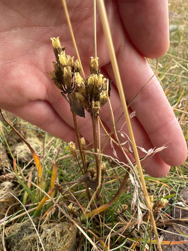 Gentianella aurea, photograph 3
