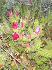 Austrocylindropuntia shaferi