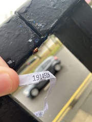 Harmonia axyridis