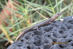 Cryptoblepharus poecilopleurus