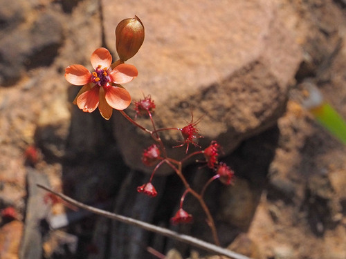 Golden Rainbow (Drosera microphylla)