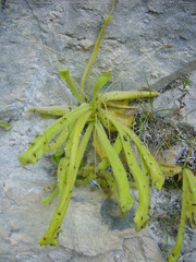 Pinguicula longifolia