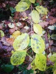 Cornus mas