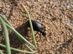 Meloe auropictus