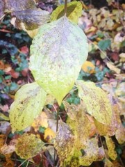 Cornus mas