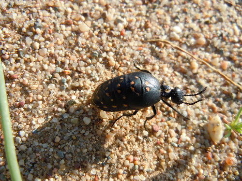 Meloe auropictus · iNaturalist