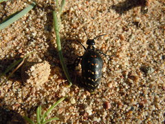 Meloe auropictus
