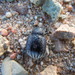 Platyope mongolica - Photo (c) vandandorj, some rights reserved (CC BY-NC), uploaded by vandandorj