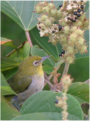 Zosterops japonicus