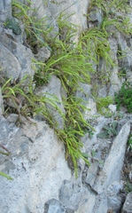 Pinguicula longifolia