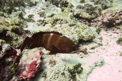 Brownback cod (Epinephelus retouti) — Serranidae — 4