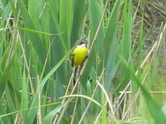 Motacilla flava cinereocapilla