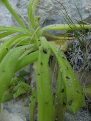Pinguicula longifolia